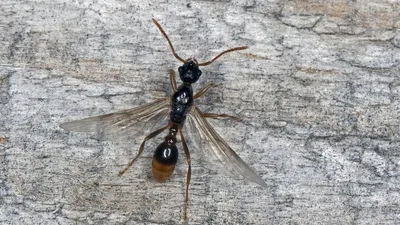 Фотографии Летучих муравьев в 4K разрешении
