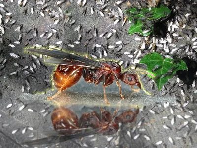 Летучие муравьи: удивительные фотографии