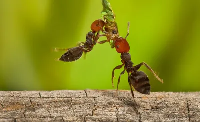Летучие муравьи: фото удивительных созданий