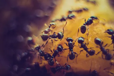 Фото летучих муравьев 2024 года