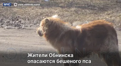 Фото Лев бешеный в формате png и большим разрешением.