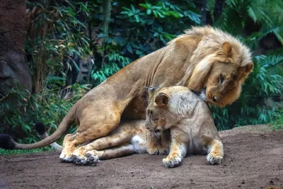 Арт-фото любви - искусство в каждом кадре