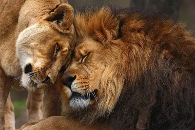 Лев и львица любовь  фото