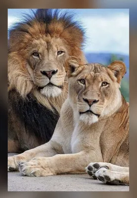 Лев и львица любовь: доступны разные варианты формата и размера