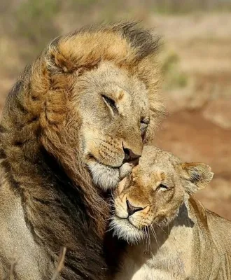 Фото Лев и львица любовь: доступные форматы для скачивания