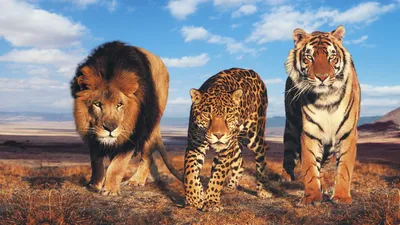 Картина с львами и тиграми: живописное слияние