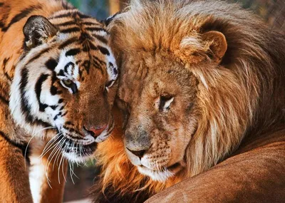 Лев и тигрица в великолепном объятии