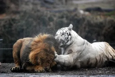 Изображение льва и тигрицы в высоком разрешении