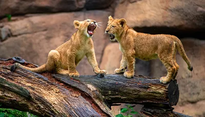 Удивительная фотка льва и тигрицы