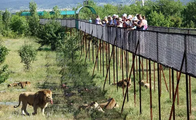 Фотка льва крымского: доступ в формате png с высоким разрешением