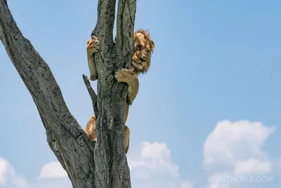 Львиная красота на дереве: фотография в высоком разрешении