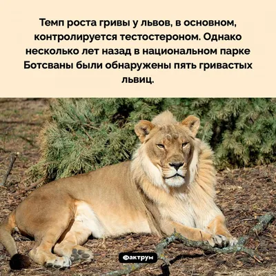 Фото льва в формате JPG, PNG, WebP: скачать бесплатно