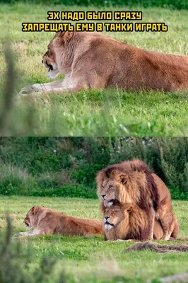 Смешные картинки льва: выберите свой размер