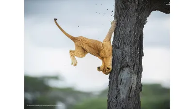 Улыбающиеся львы: фотографии, которые поднимут вам настроение