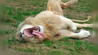 Смешные картинки льва для развлечения