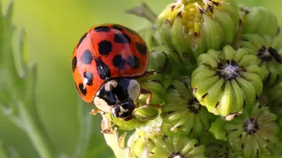 Великолепные детали личинки божьей коровки на фото