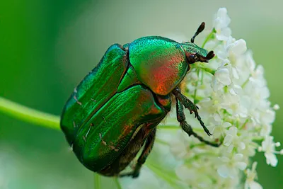 Личинка майского жука: фотографии в формате JPG, PNG, WebP