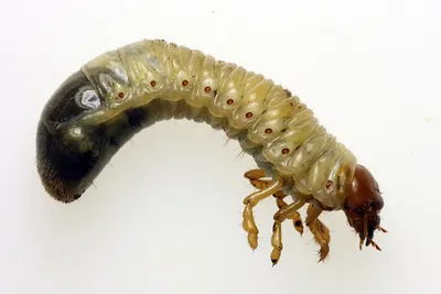 HD изображения личинки майского жука для загрузки