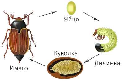 Фотографии личинки майского жука: тайны развития