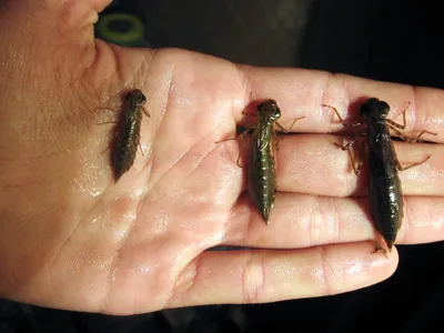 Личинка стрекозы: удивительные фотографии