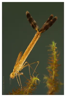 Фотографии удивительной личинки стрекозы