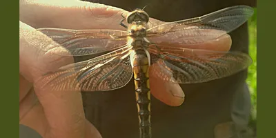 Личинка стрекозы: фото и удивительные особенности