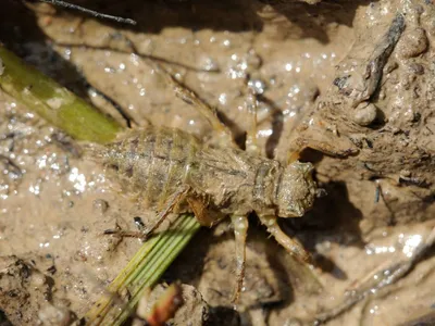 Уникальные фотографии личинки стрекозы