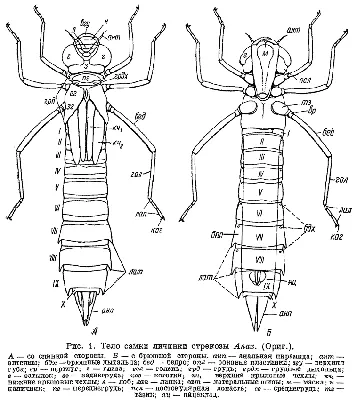 Личинка стрекозы: удивительные факты и фото