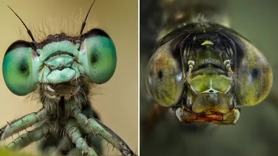 Уникальные фотографии личинки стрекозы
