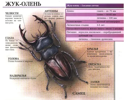 Фото личинки жука оленя - удивительное природное явление