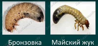 Фото Личинки бронзовки и майского жука в формате JPG, PNG, WebP