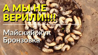 Картинки Личинки бронзовки и майского жука в Full HD