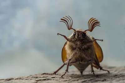 Личинки бронзовки и майского жука: удивительные фотографии
