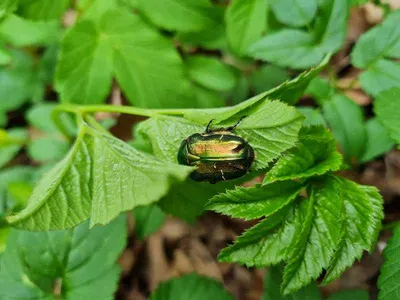 Фотографии личинок бронзовки и майского жука: загадочное превращение