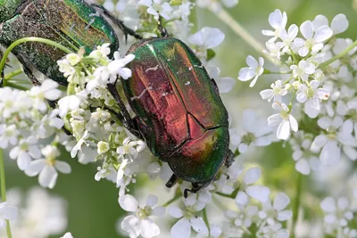 Великолепные фото личинок бронзовки и майского жука: мир насекомых