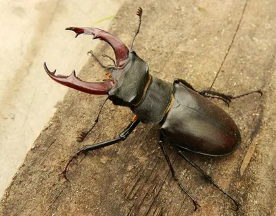 Фото личинок бронзовки и майского жука: природа в макро