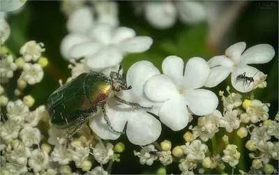 Загадочные личинки бронзовки и майского жука на фото: взгляд изнутри