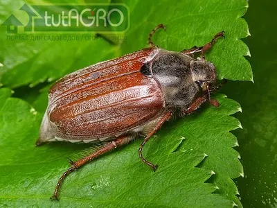 Фотографии Личинки бронзовки и майского жука в 4K разрешении