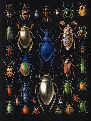 Картинки Личинки бронзовки и майского жука для скачивания