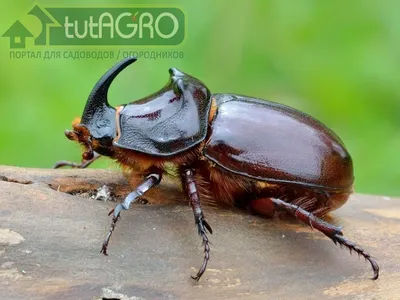 Арт-фото Личинки бронзовки и майского жука в хорошем качестве