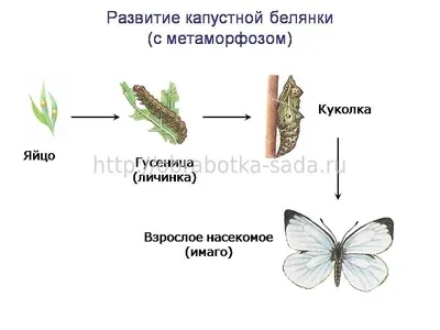 Фотографии личинок капустной мухи в HD качестве