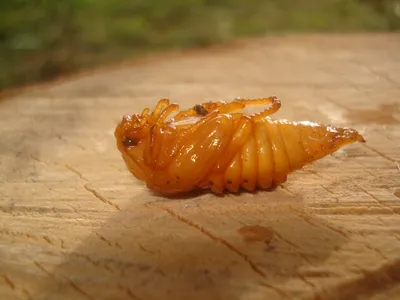 Фото Личинки медведки и майского жука: скачать новое изображение