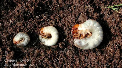 Фото Личинки медведки и майского жука: скачать изображение в формате PNG