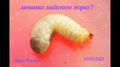 Фото Личинки медведки и майского жука: скачать изображение в формате JPG бесплатно