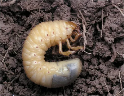 Великолепные снимки личинок медведки и майского жука