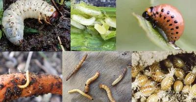Удивительные фотографии личинок медведки и майского жука