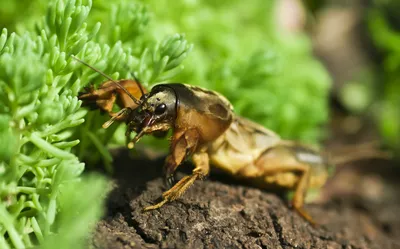 Фото медведки и майского жука: уникальные снимки