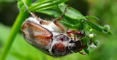 Фото медведки и майского жука: природа в объективе