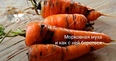 Картинки личинок морковной мухи для изучения