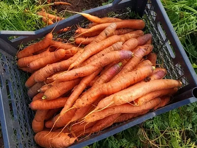 Очарование личинки морковной мухи на фото